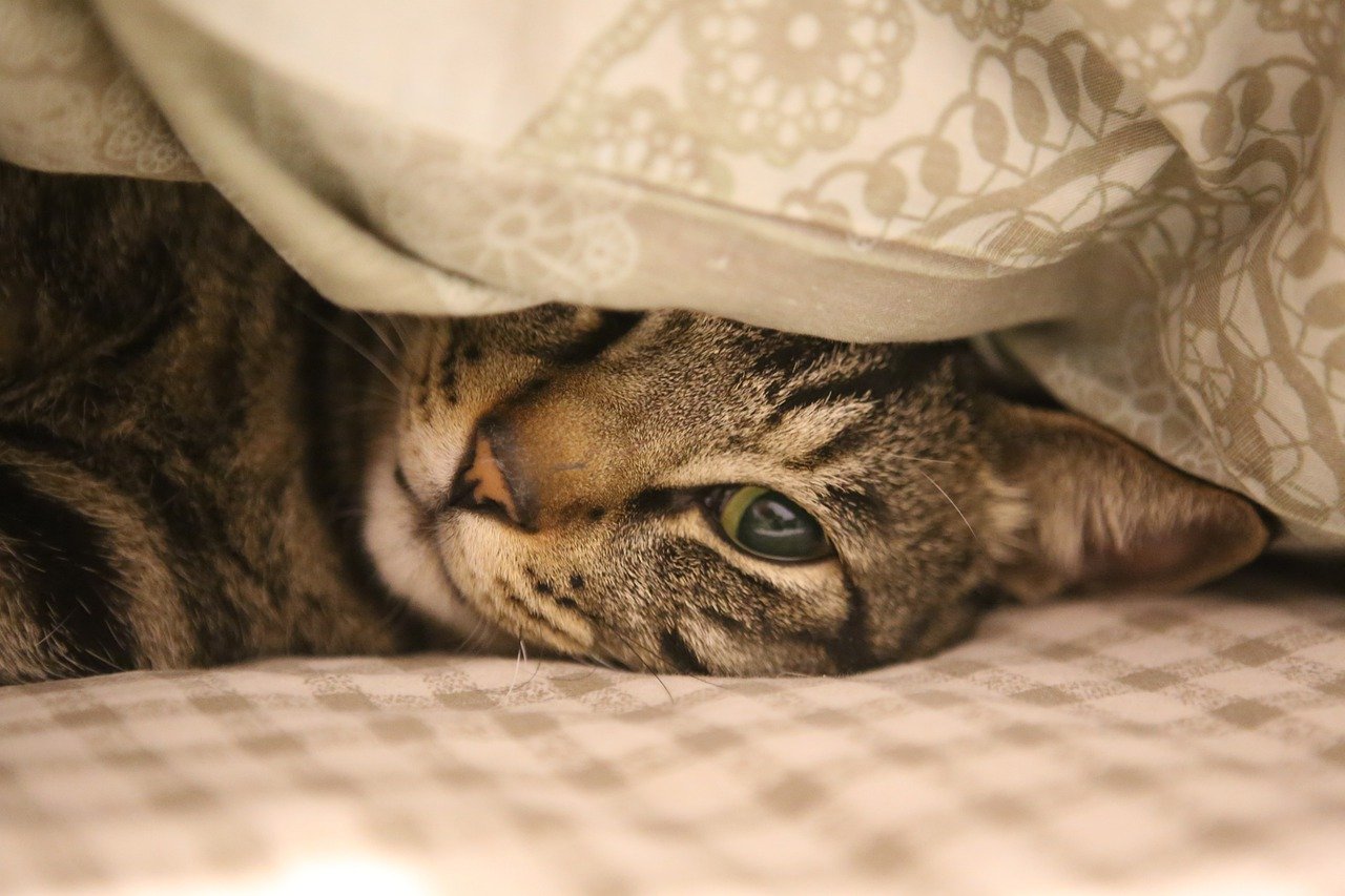 Katzen Tierheim Nürnberg​