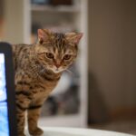 Katzentempel Nürnberg​