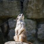 Tiergarten Nürnberg​