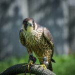 Wanderfalken Nürnberg